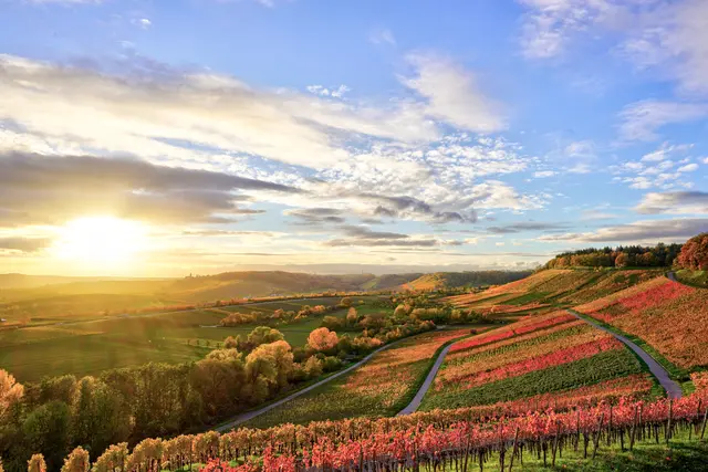 Die Weinberge leuchten in Rot, Orange und Gelb.  | Foto: Ulrich Seidel