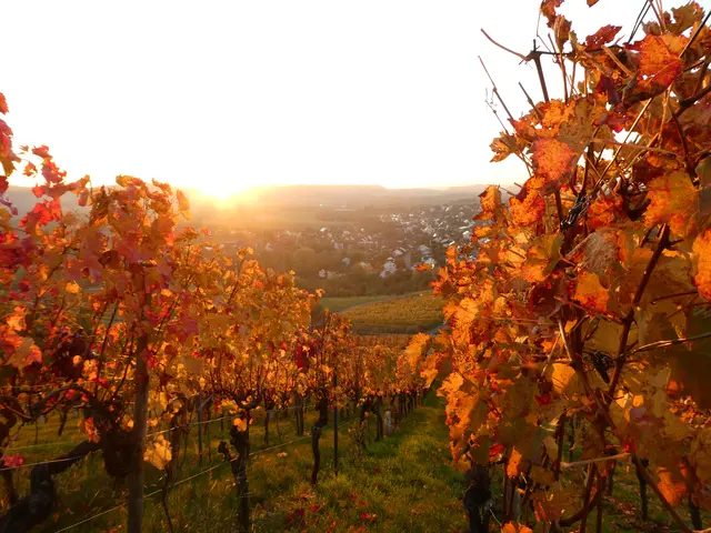 Ein herbstlicher Sonnenuntergang lässt die Weinberge "glühen". | Foto: Helmut Brehm