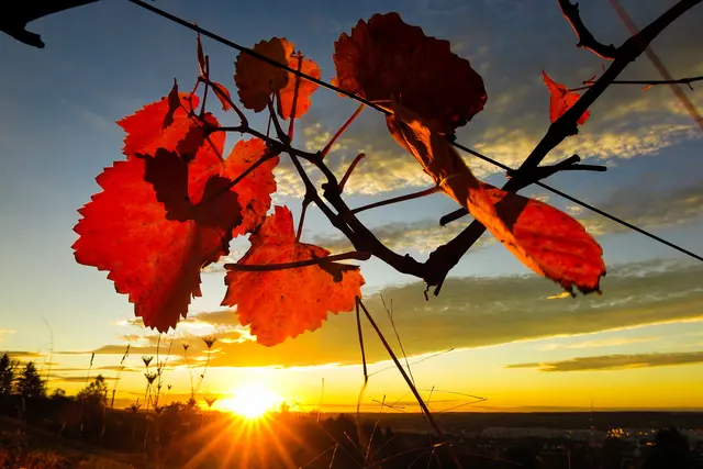 Die untergehende Sonne bringt das bunte Herbstlaub zum Leuchten.  | Foto: Peter Rössler