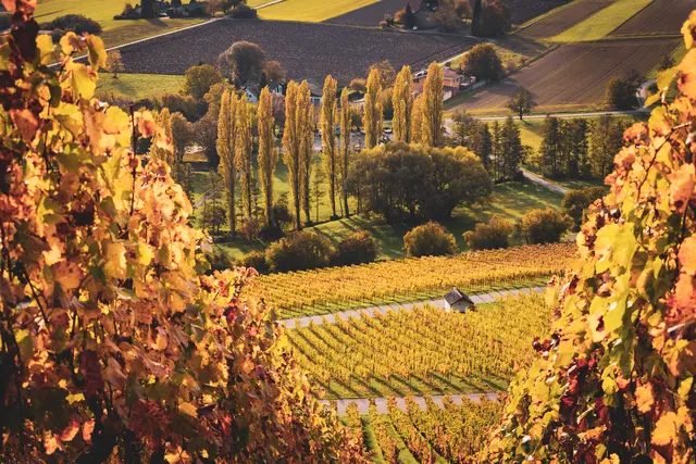 Ein goldener Blick durch die Weinberge.  | Foto: Benedikt Miene