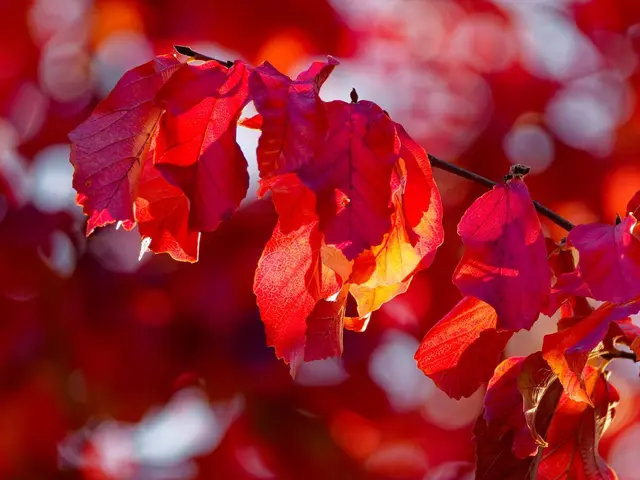 Von der Sonne angestrahlte, rot strahlende Blätter. | Foto: Tanja Blind