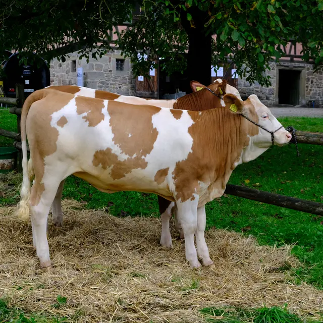 Foto: Eduard Warenik