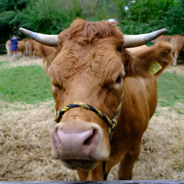 Foto: Eduard Warenik