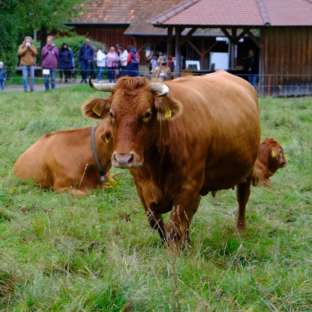 Foto: Eduard Warenik