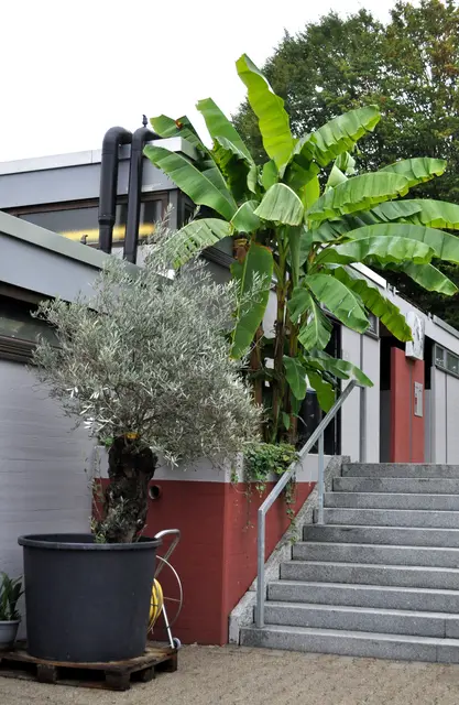 Und nun heißt es Abschied nehmen bis nächstes Jahr. Und vielleicht können wir dann auch Bananen ernten. | Foto: Daniela Somers