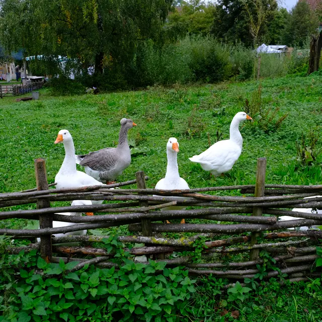 Foto: Eduard Warenik