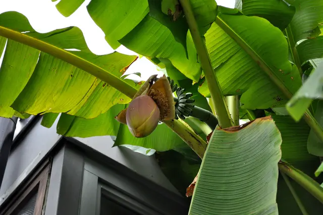 Wer weiß, vielleicht ernten wir nächstes Jahr tatsächlich Bananen. Auf jeden Fall wird es aber eine schöne Freibadsaison werden. | Foto: Daniela Somers