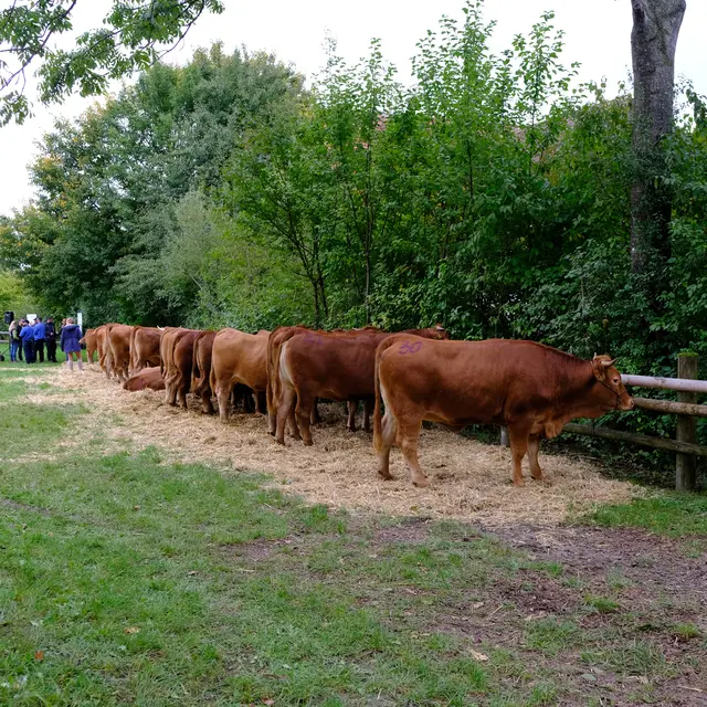 Foto: Eduard Warenik