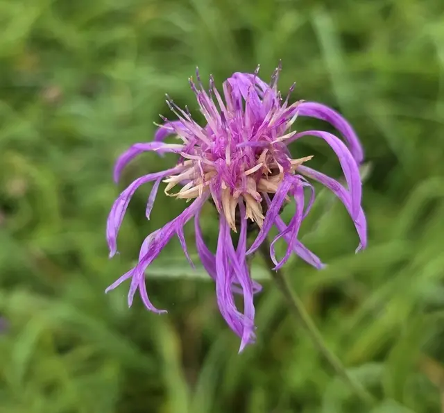 Farbtupfer am Wegesrand. | Foto: privat Sibylle Tröber