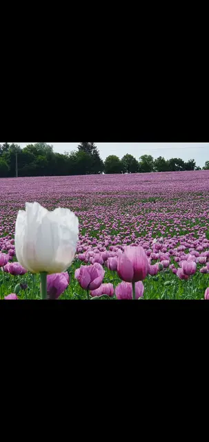 Foto: Angelika Herrmann 