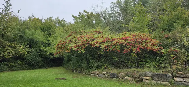 Essigbaum in herrlichen Herbstfarben. | Foto: privat Sibylle Tröber