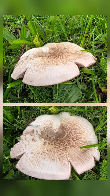 ... gab's dann noch den einen ... | Foto: privat Sibylle Tröber