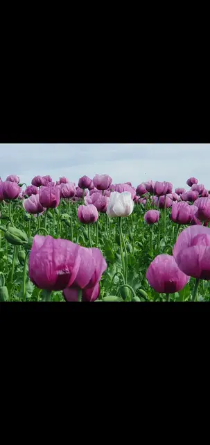 Foto: Angelika Herrmann