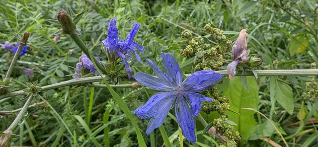 Farbtupfer am Wegesrand. | Foto: privat Sibylle Tröber