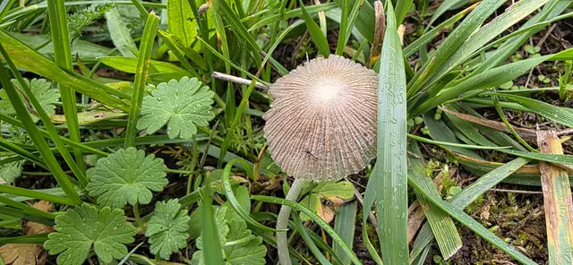 Ein Tintling. | Foto: privat Sibylle Tröber