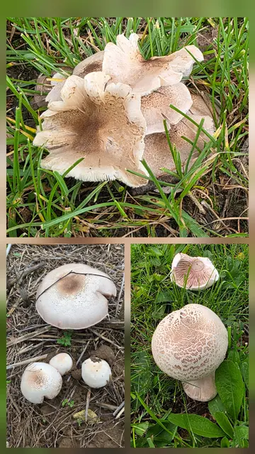 ... oder anderen Pilz am Wegesrand. | Foto: privat Sibylle Tröber