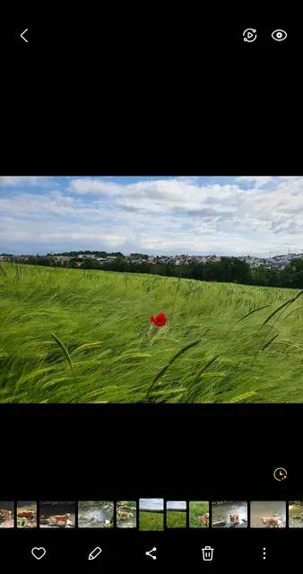 Foto: Angelika Herrmann 