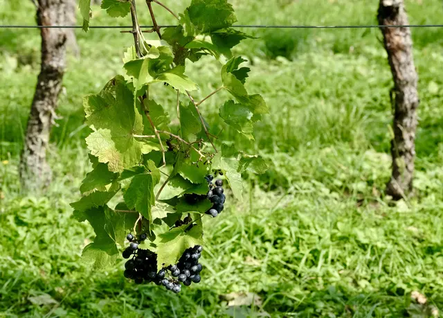 Bei der Lese übersehen... | Foto: ED