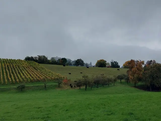 Waldenburg über den Weinbergen | Foto: Thomas Raisig