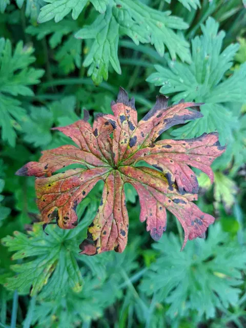 Herbstlich unterwegs🍂🍁🍂 | Foto: Ralf Röser