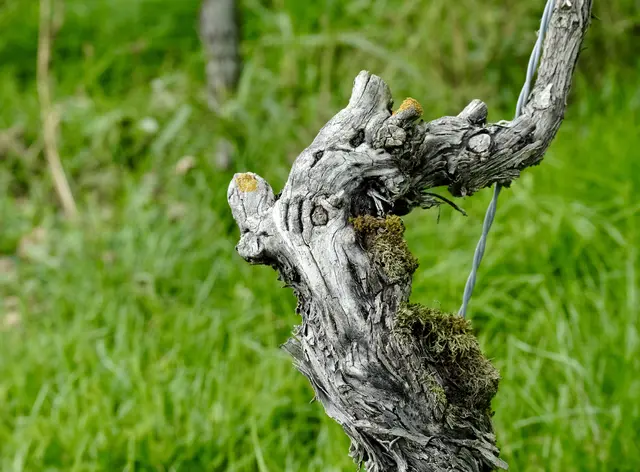 Sieht aus wie ein Hahn | Foto: ED