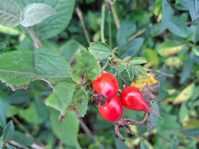 Herbstlich unterwegs🍂🍁🍂 | Foto: Ralf Röser