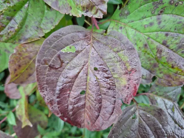Herbstlich unterwegs🍂🍁🍂 | Foto: Ralf Röser