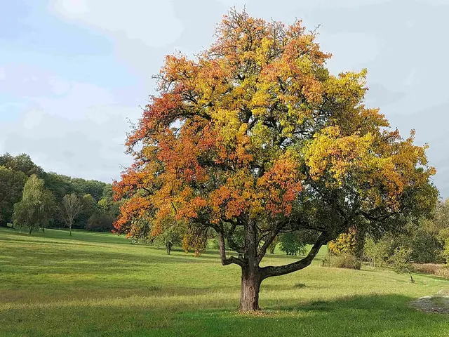 Birnbaum am Fuß der Waldenburger Berge | Foto: Thomas Raisig