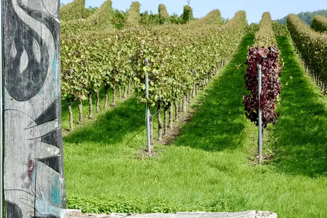 Hier stand eine Weinberghütte | Foto: ED