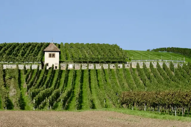 Das Karmeliterhaus | Foto: ED