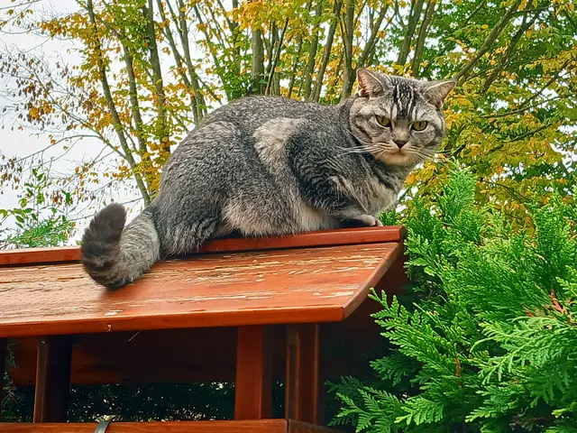 Und ich bin nicht amused,  dass du ständig sagst,  ich soll da runter.  Hau bloß ab, du vertreibst mir noch die leckeren Spatzen 😐. | Foto: sigischlottke