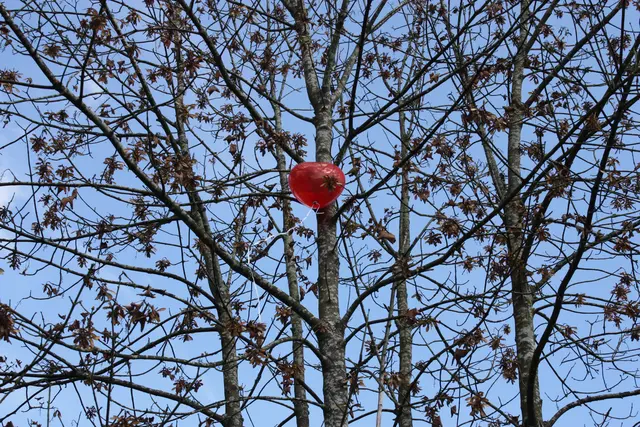 Herzluftballon im Baum | Foto: JuKo