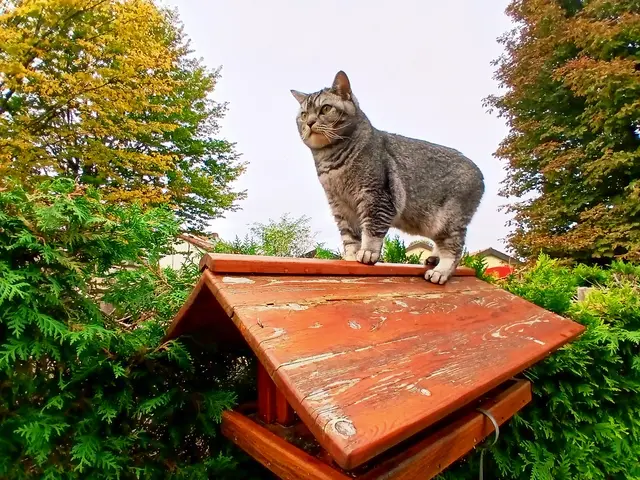 Siehst du nicht, was für ein toller Platz das ist? Ich hab voll den Überblick...

Auch wenn sie zum Knuddeln ist - da ist Sigi aber dann doch ein bisschen hartnäckiger als die Katze geblieben,  hat das Vogelhaus mitsamt der Katze geschüttelt,  bis sie runtergesprungen ist.   | Foto: sigischlottke