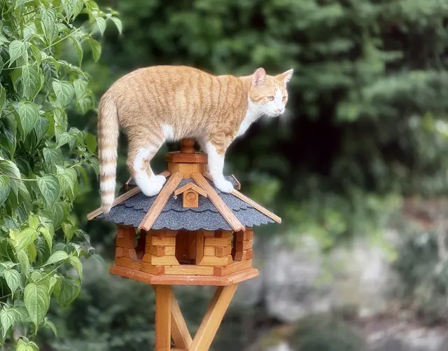 Titus hält nach Spatzen Ausschau | Foto: Moni Bordt