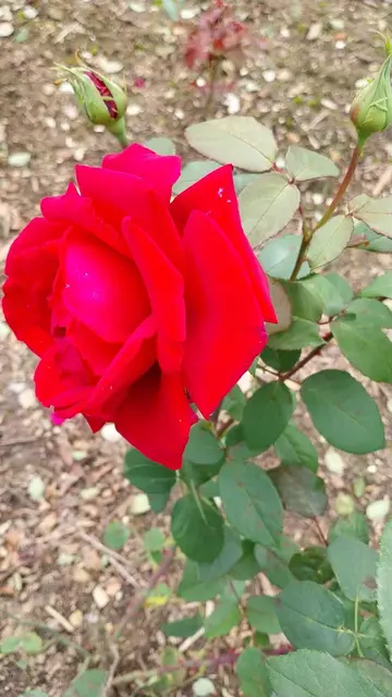 Nach dem Vortrag über die Königin der Blumen, sind die letzten Blüten im Garten zu bestaunen | Foto: Foto privat