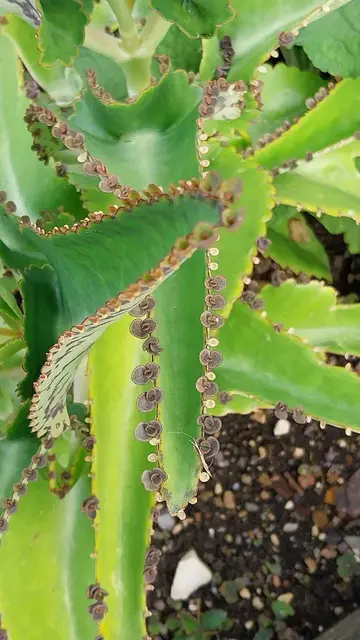 Das Brutblatt hat die Ableger am Blattrand. | Foto: Foto privat