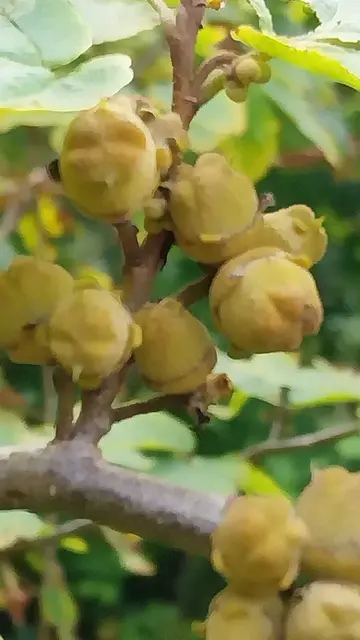 auch exotische Pflanzen sind zu bestaunen | Foto: Foto privat