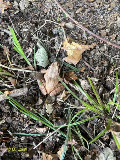 Foto: D. Loistl, H. Stark