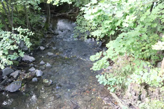 Glasklares Wasser in der Ohrn in Untersteinbach | Foto: Marga Specht