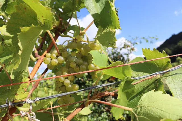 Weintrauben am Ranzenberg | Foto: Marga Specht