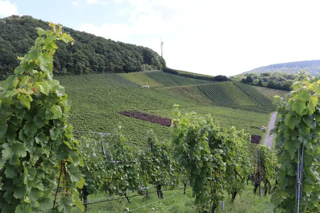 Sender auf den Wilfersberg | Foto: Marga Specht