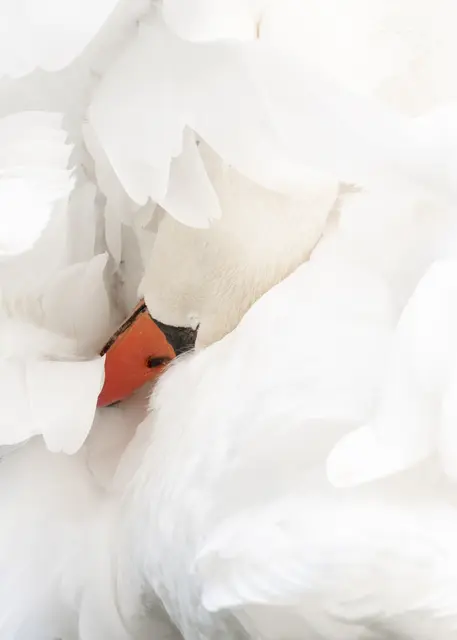 Ein Schwan versteckt seinen Kopf in seinem Flügel | Foto: Stefan Seiz