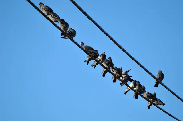Alle immer auf einem Kabel. Und dann noch das Gezwitscher. Ich schau lieber mit Abstand zu. | Foto: Daniela Somers