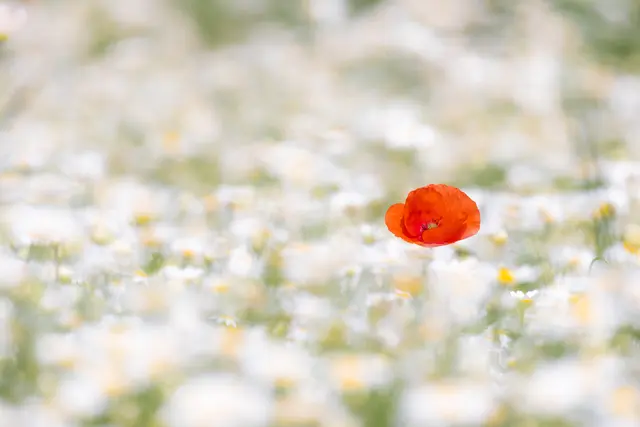 Mohnblume im Margaretenfeld | Foto: Stefan Seiz