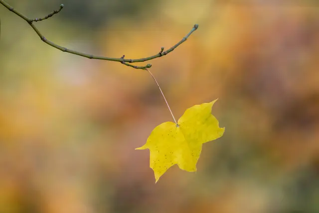Das letzte Blatt am Baum | Foto: Stefan Seiz