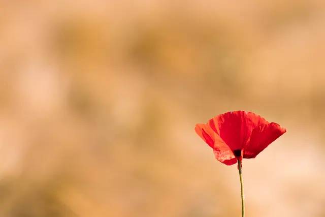 Einzelne Mohnblume | Foto: Stefan Seiz