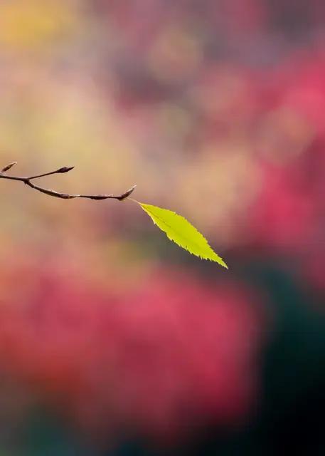 Gelb-grünes Blatt vor rotem Hintergrund | Foto: Stefan Seiz