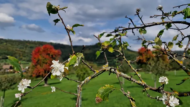Apfelblüte im Oktober | Foto: Heinrich Brehm