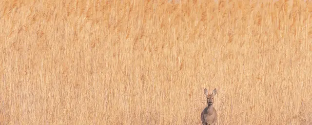 Ein Reh im Schilfgürtel | Foto: Stefan Seiz