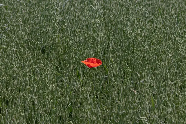 Mohn im Getreidefeld | Foto: Stefan Seiz